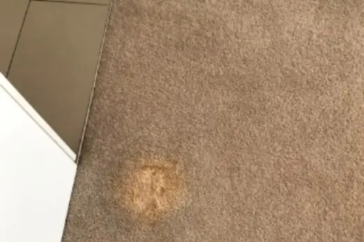 Carpet Cleaning in Carlton